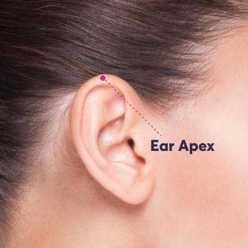 Ear Apex